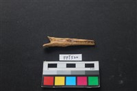 藏品(魚骨)的圖片