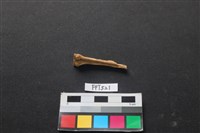 藏品(魚骨)的圖片