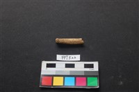 藏品(魚骨)的圖片