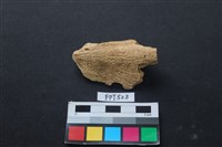 藏品(魚骨)的圖片