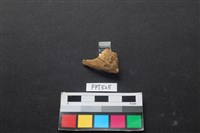 藏品(魚骨)的圖片