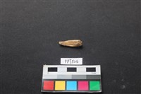 藏品(魚骨)的圖片