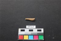 藏品(魚骨)的圖片