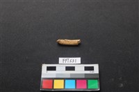 藏品(魚骨)的圖片