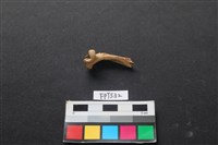 藏品(魚骨)的圖片