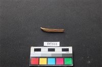 藏品(魚骨)的圖片