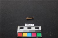 藏品(魚骨)的圖片