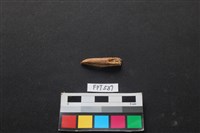 藏品(魚骨)的圖片