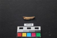 藏品(魚骨)的圖片