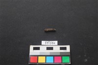 藏品(魚骨)的圖片