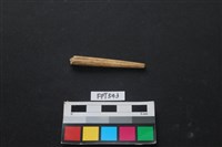 藏品(哺乳類動物骨)的圖片