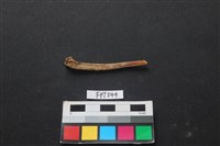 藏品(魚骨)的圖片