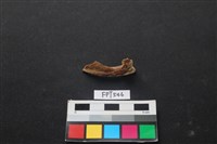 藏品(魚骨)的圖片