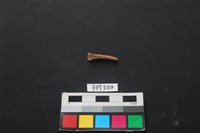 藏品(魚骨)的圖片