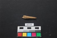 藏品(魚骨)的圖片