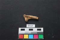 藏品(魚骨)的圖片