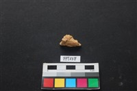 藏品(魚骨)的圖片