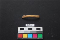 藏品(山羌骨)的圖片