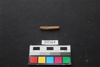 藏品(魚骨)的圖片