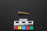 藏品(魚骨)的圖片