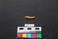 藏品(魚骨)的圖片