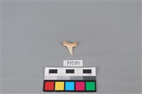 藏品(鯊魚骨)的圖片