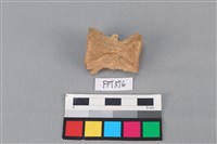 藏品(魚骨)的圖片