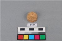 藏品(鯊魚骨)的圖片