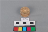 藏品(鯊魚骨)的圖片