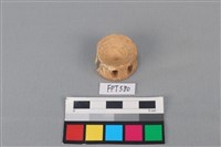 藏品(鯊魚骨)的圖片