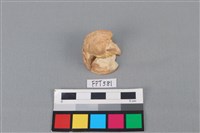 藏品(鯊魚骨)的圖片