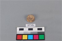 藏品(鯊魚骨)的圖片