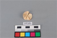 藏品(鯊魚骨)的圖片