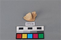 藏品(鯊魚骨)的圖片