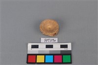 藏品(鯊魚骨)的圖片