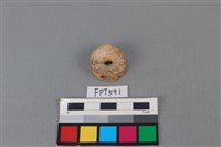 藏品(鯊魚骨)的圖片