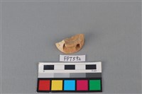 藏品(鯊魚骨)的圖片