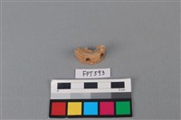 藏品(鯊魚骨)的圖片