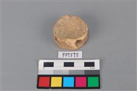 藏品(鯊魚骨)的圖片