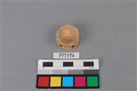 藏品(鯊魚骨)的圖片