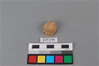 藏品(鯊魚骨)的圖片