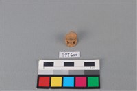 藏品(鯊魚骨)的圖片