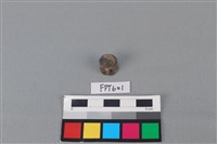 藏品(鯊魚骨)的圖片