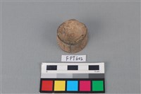 藏品(鯊魚骨)的圖片