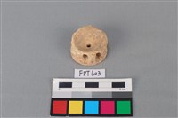 藏品(鯊魚骨)的圖片