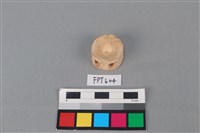 藏品(鯊魚骨)的圖片