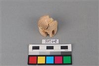 藏品(鯊魚骨)的圖片