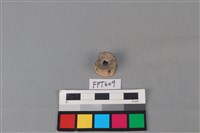 藏品(鯊魚骨)的圖片