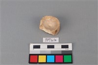 藏品(鯊魚骨)的圖片