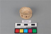 藏品(鯊魚骨)的圖片